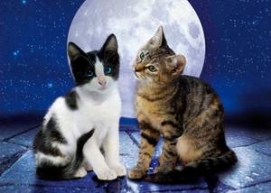 obrázok puzzlí Puzzle 1000 Cats in the Moonlight