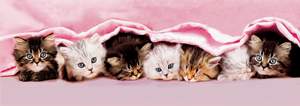 obrázok puzzlí Puzzle 1000 Kittens under blanket