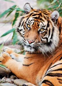obrázok puzzlí Puzzle 1000 Sumatran tiger