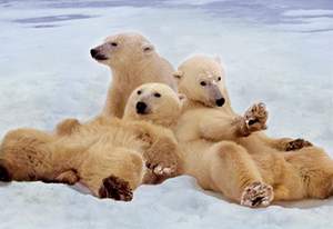 obrázok puzzlí Puzzle 500 Polar Bears