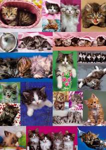 obrázok puzzlí Puzzle 1000 Kittens Collage