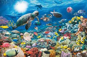 obrázok puzzlí Puzzle 5000 Morský život