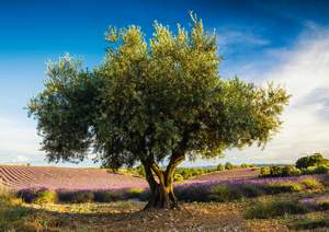 obrázok puzzlí Puzzle 1000 Olive tree in Provence