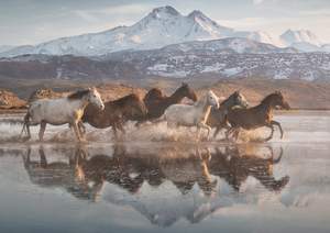 obrázok puzzlí Puzzle 1000 Horses in Cappadocia