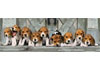 Puzzle 1000 Beagles