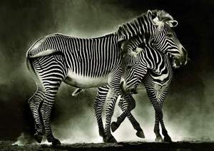 obrázok puzzlí Puzzle 500 Zebras