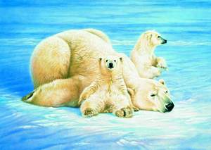 obrázok puzzlí Puzzle 1000  Polárne medvede