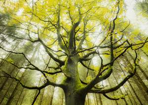 obrázok puzzlí Puzzle 1000 Stefan Hefele, Dream tree